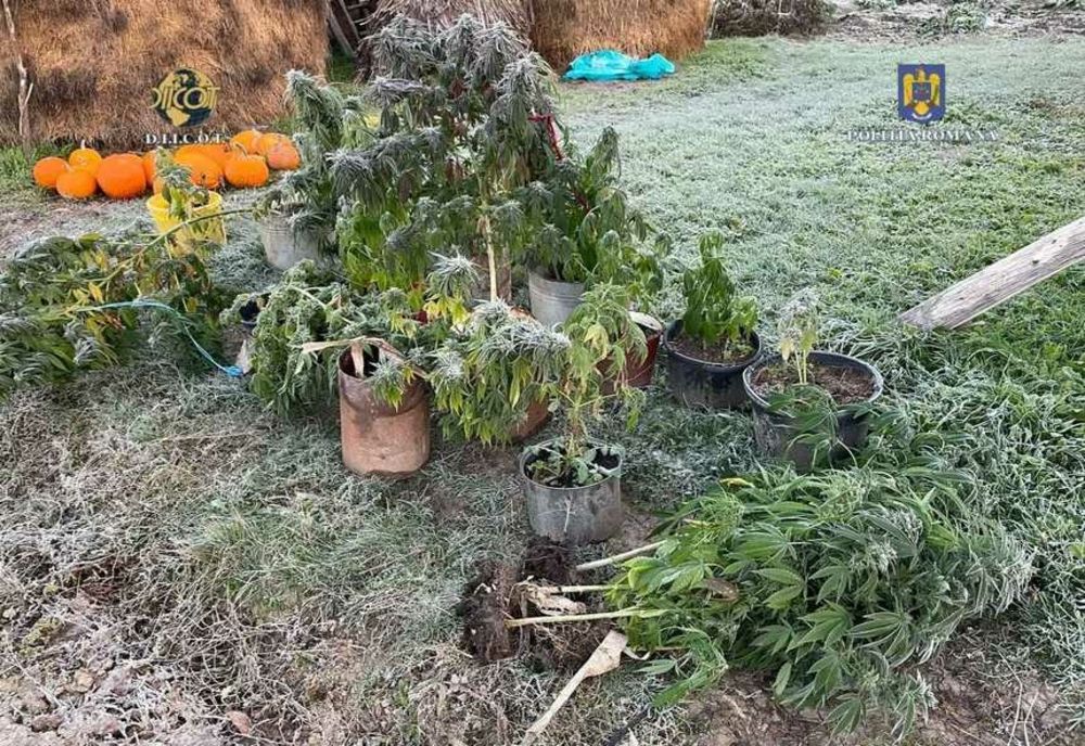 CULTURI DE CANABIS DESCOPERITE ÎN IAȘI: DOI TINERI, ARESTAȚI