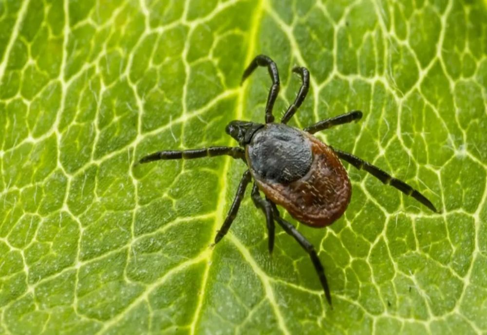 INSECTA MINUSCULĂ CARE A INVADAT EUROPA ȘI FACE RAVAGII