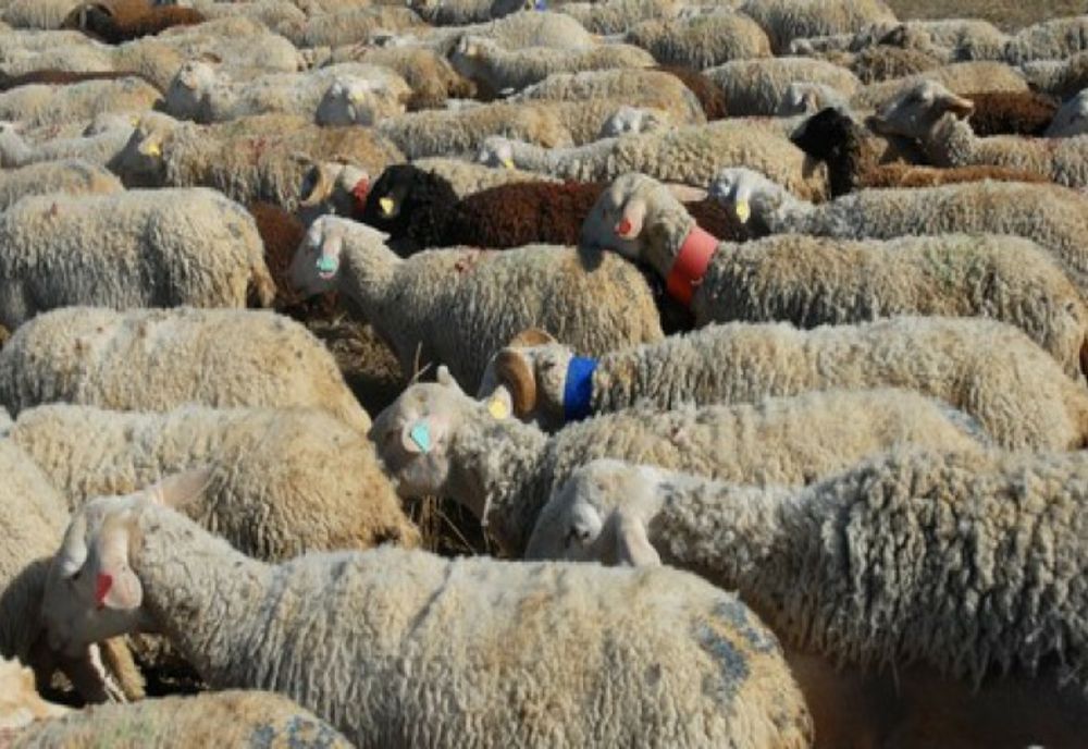 DOI SOȚI DIN VASLUI, REȚINUȚI DUPĂ CE AU AGRESAT O TURMĂ DE OI. UN ANIMAL A MURIT ÎN URMA LOVITURILOR