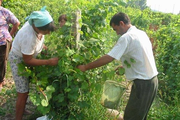 Primarul de Șuletea, comerciant de struguri