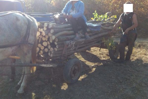 Hoți de lemne prinși de jandarmi la Tătărăni