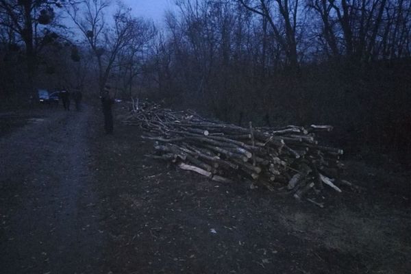 Prăpăd în pădurile vasluiene