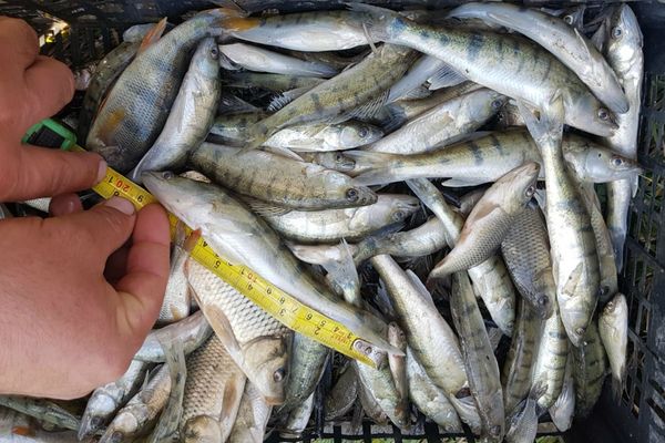 Doi vasluieni s-au ales cu dosar penal pentru braconaj piscicol