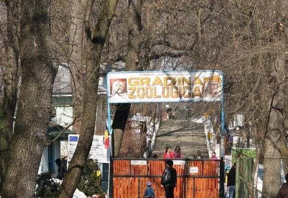 O adolescentă a fost la un pas să fie mutilată de un urs la Zoo Bârlad