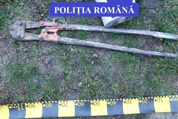 Bradul din centrul Bârladului, o donație aparte