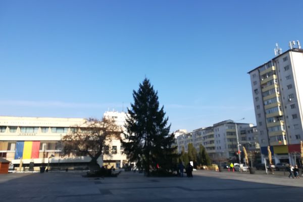 A venit bradul de Crăciun