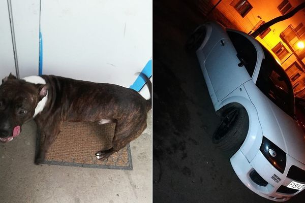 FOTO. Un autoturism oferit drept recompensă pentru un câine pierdut!