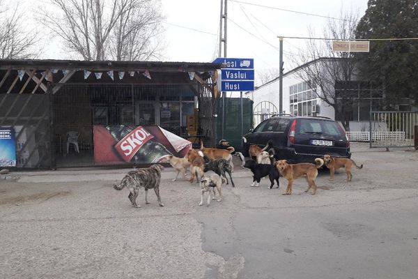 Contractul pentru prinderea câinilor fără stăpân, fără nici un pretendent!