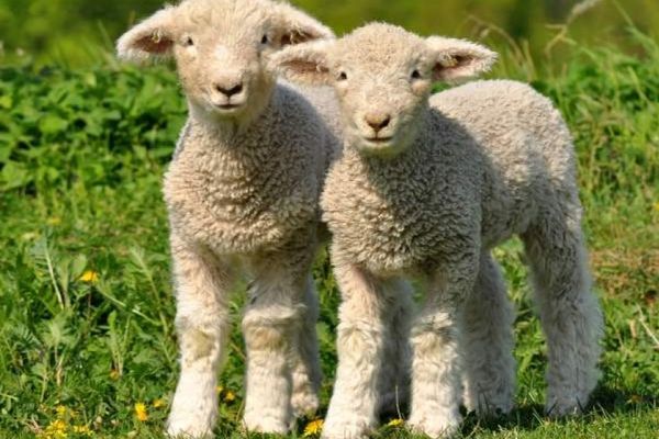 Vasluiul va avea miei de Paște