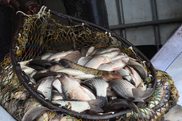 Râul Bârlad populat cu peste trei tone de puiet de pește