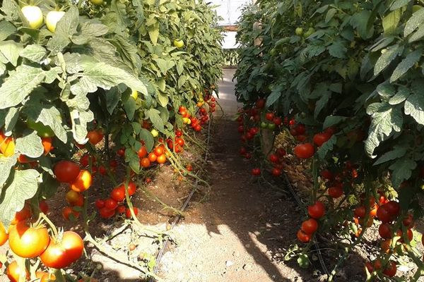 Fermierii vasluieni, încurajați să se asocieze în cooperative agricole