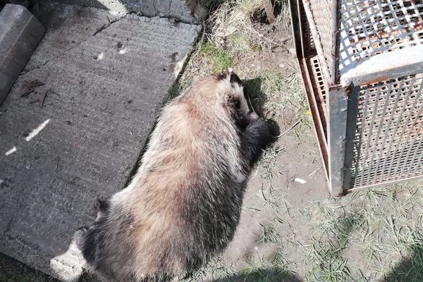 Jandarmii vasluieni au salvat un bursuc