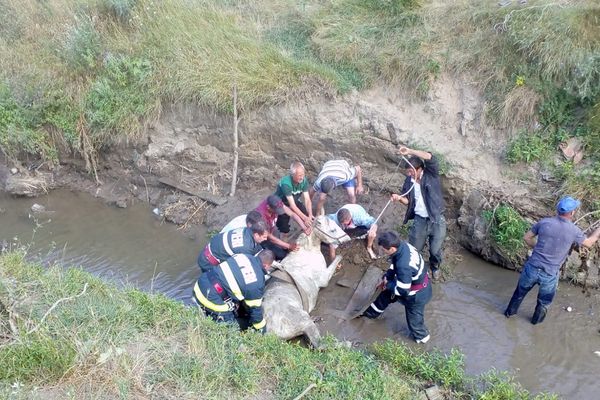 Popeni. Cal salvat de pompierii bârlădeni dintr-o râpă adâncă de 4 metri