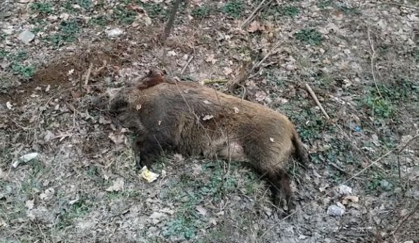 Suspiciune de pestă porcină africană în județul Vaslui