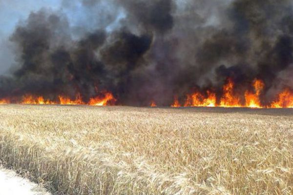 Lan de grâu cuprins de flăcări în comuna Banca - VIDEO