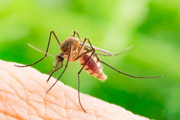 Tânăr din Vaslui internat cu malarie într-un spital din Iași!