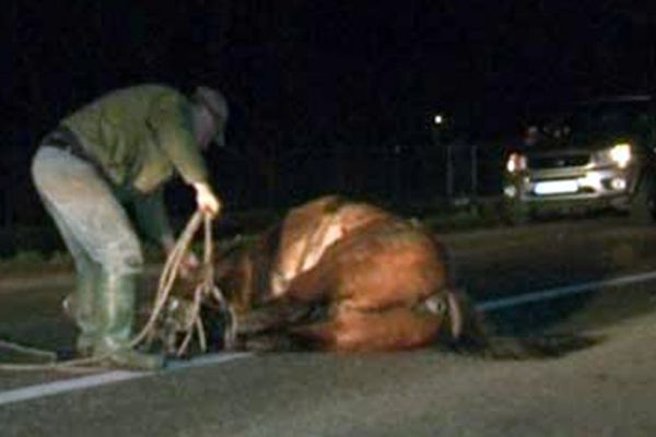 Patru cai lăsaţi nesupravegeaţi au fost accidentaţi mortal de o maşină