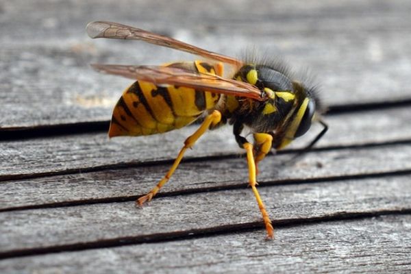 Elicopter SMURD solicitat pentru un pădurar înțepat de viespi