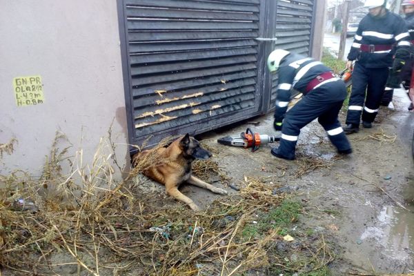 POZA ZILEI. Câine salvat de pompierii bârlădeni după ce a rămas captiv sub o poartă metalică