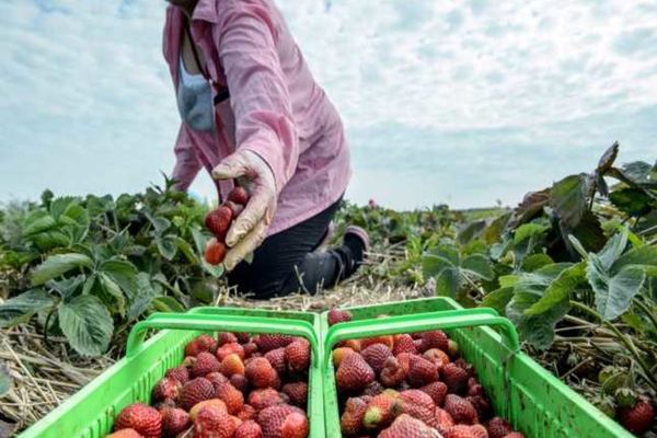 Locuri de muncă pentru vasluieni la cules fructe în Spania