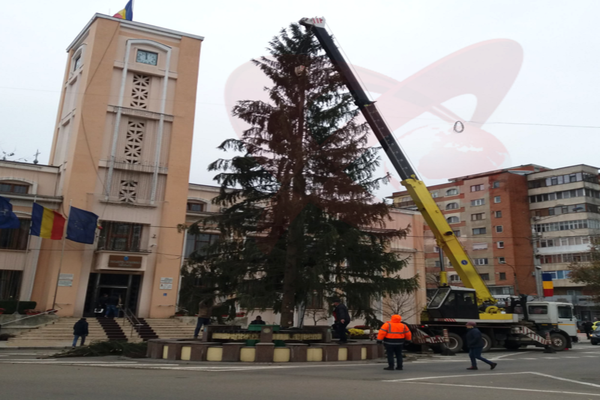 A sosit bradul de Crăciun care va fi instalat în fața Primăriei Bârlad