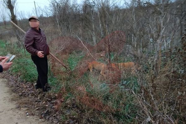 SCENE VIOLENTE! Un bârlădean filmat cu o furcă în mână și cu doi câini care „rupeau” un maidanez - VIDEO