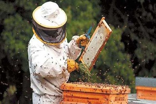 Zeci de apicultori din Vaslui au solicitat ajutoare de minimis