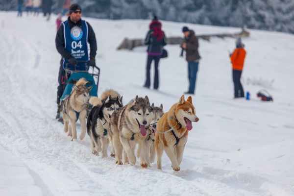 Au început pregătirile pentru „Cupa Băile Tușnad - Sled dog sprint competition” 