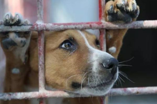 VIDEO. Un bărbat și-a găsit câinele spânzurat și cu urechile tăiate, în curte!