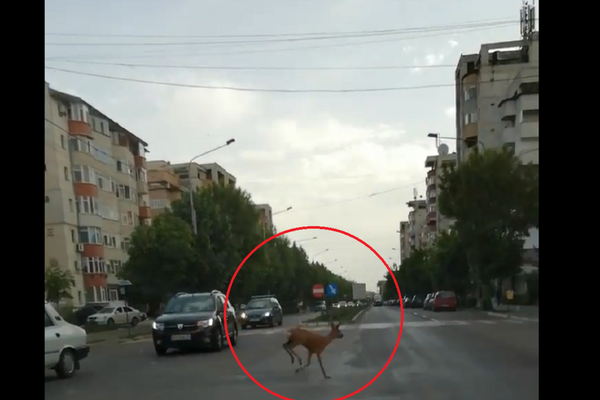Căprioară ajunsă pe străzile din Bârlad - VIDEO