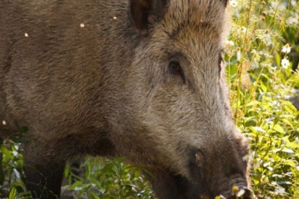 Pesta porcină lovește din nou! Caz confirmat la un porc mistreț!