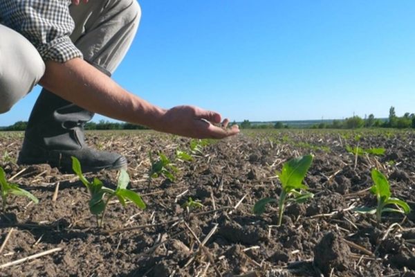 15 septembrie – termenul limită de depunere a cererilor de solicitare a ajutorului de stat pentru secetă