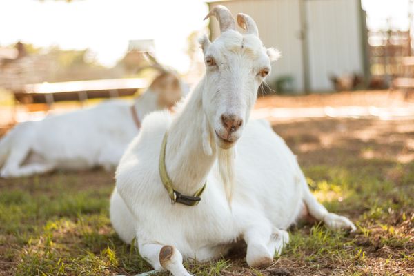 Peste 800.000 crescători de capre și oi vor primi bani de la stat