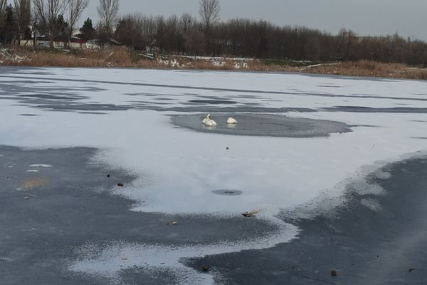 Lebede salvate de pompierii vasluieni