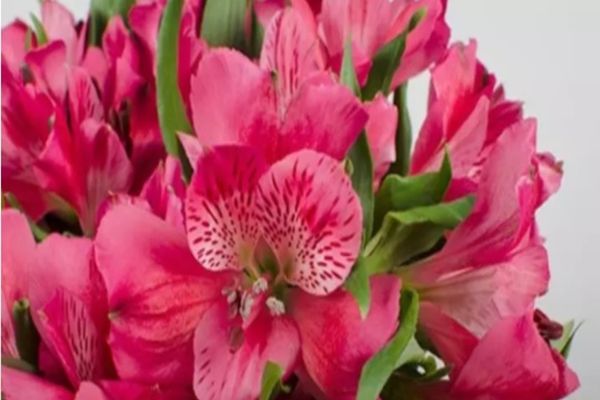 Flowers Market Holland, excelență dovedită în peste 25 de ani. Cele mai spectaculoase flori, la un click distanță 