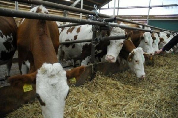 54 de milioane de lei, ajutor de stat pentru crescătorii de animale