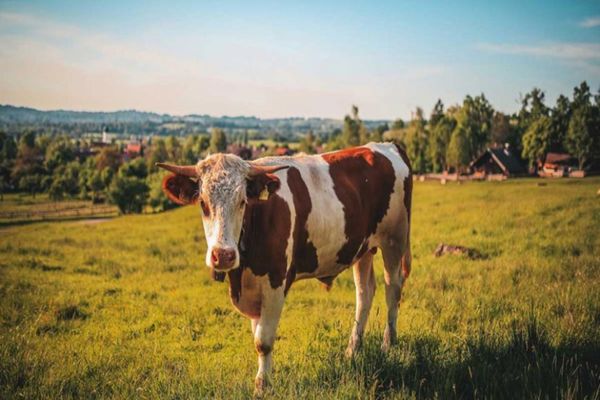 Au fost aprobate plafoanele Ajutoarelor Naţionale Tranzitorii în sectorul zootehnic, specia bovine, pentru anul de cerere 2020