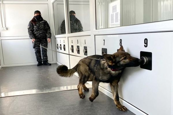 Proiect inedit: Depistarea virusului SARS-CoV 2 cu ajutorul câinilor special dresați