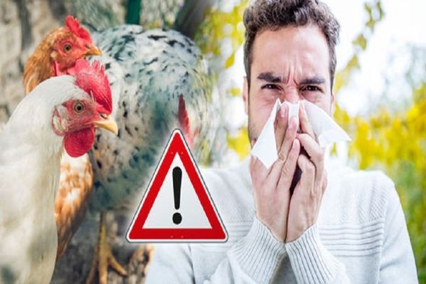 Noi focare de GRIPĂ AVIARĂ! Amenzi pentru transportatori!