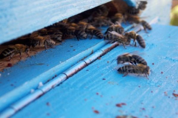 Decizia Guvernului pentru ajutoarele acordate apicultorilor!