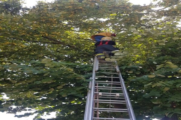 Coborât din tei de pompieri- VIDEO