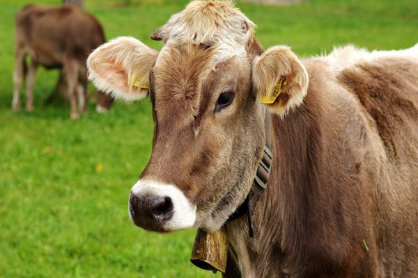 Sprijin fianciar pentru crescătorii de bovine! Cât ar putea primi fermierii