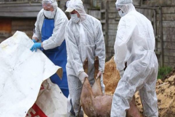 54 de noi focare de Pestă Porcină Africană! Lista cu județele afectate