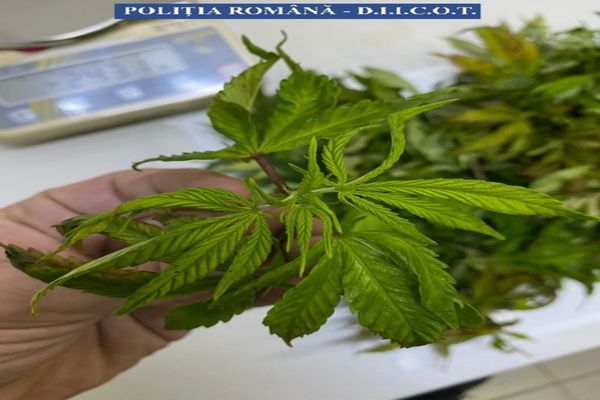 Agenţia Mondială Antidoping va reanaliza interdicţia legată de canabis