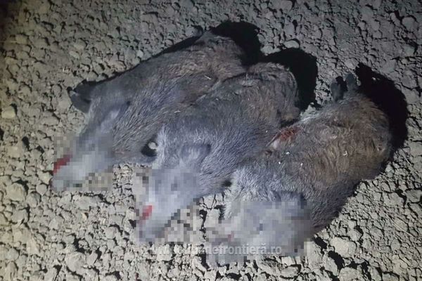 Braconier prins de polițiștii de frontieră vasluieni