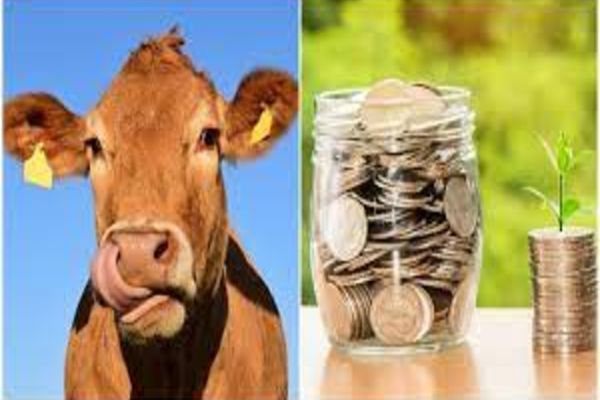 Ajutorul de stat în sectorul creşterii animalelor pentru 2021 a fost majorat la 70 de milioane de lei