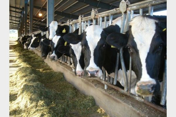 Fermierii pot depune cererile de plată pentru Măsura privind bunăstarea animalelor