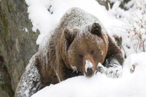 Ordinul care stabilește nivelul maxim de intervenție și prevenție în cazul speciei urs brun a fost lansat în consultare publică