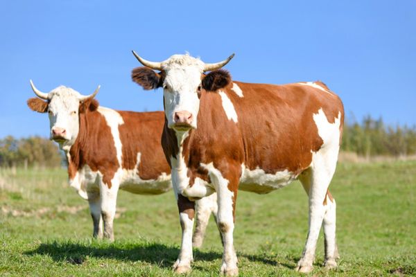 MADR acordă peste 450 de milioane de lei pentru susținerea activității crescătorilor din sectoarele bovine, suine și avicol