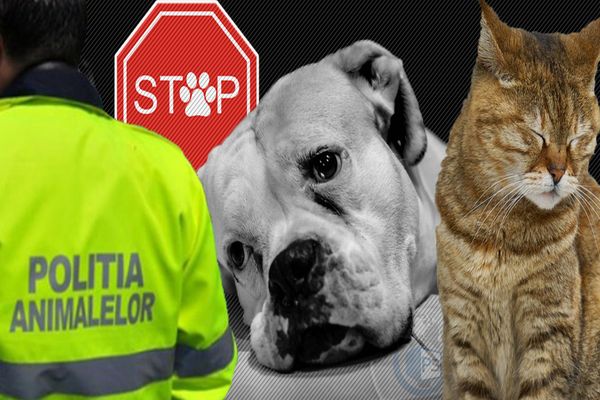 Pedepse mai dure şi amenzi mai mari pentru cei care schingiuiesc sau omoară  animale